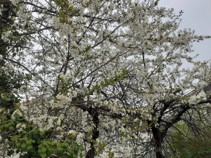 Сончевото и релативно топло време го поттикна пролетното будење на овошките