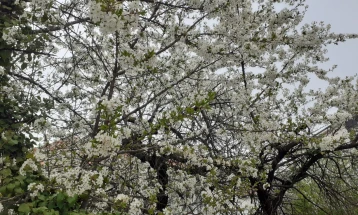 Сончевото и релативно топло време го поттикна пролетното будење на овошките