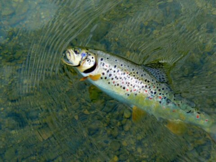 Тројца државјани на Албанија фатени во нелегален риболов во македонскиот дел на Охридското Езеро