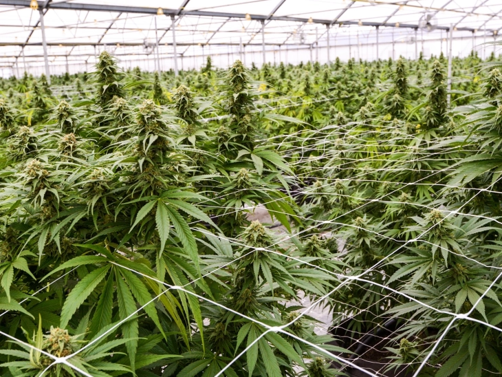 Government revokes six licenses for cannabis cultivation