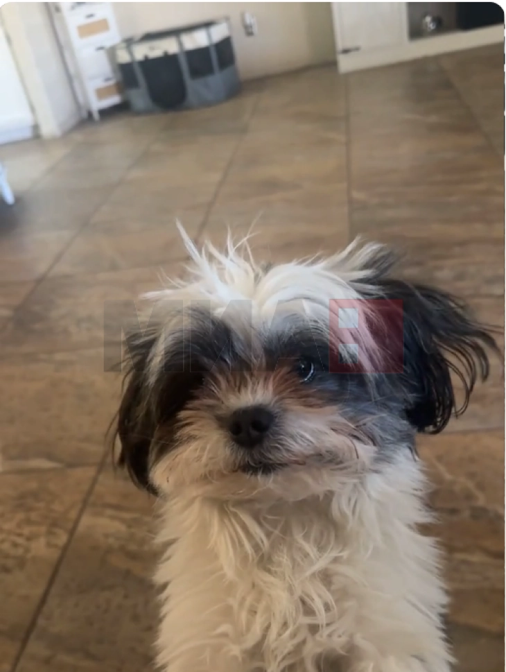 Кученцето Вуди стана вистински хит на социјалните мрежи: не разбира англиски, но шпанскиот му е сосем јасен