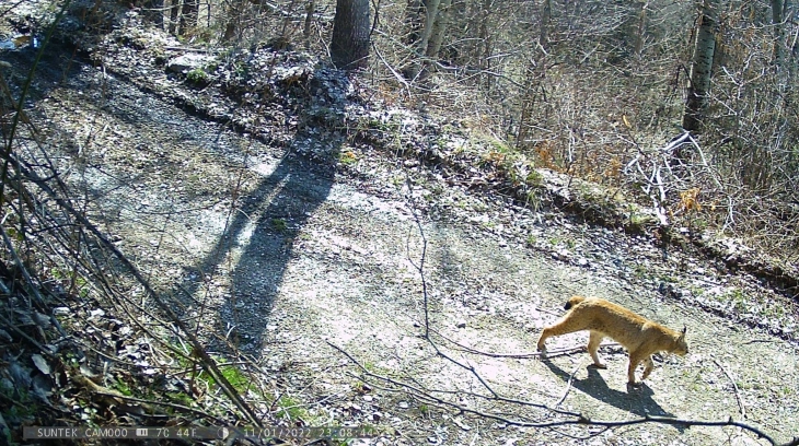 Регистрирани две нови единки балкански рис на Шар Планина - сега се вкупно пет