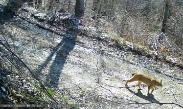Регистрирани две нови единки Балкански рис на Шар Планина - сега се вкупно пет
