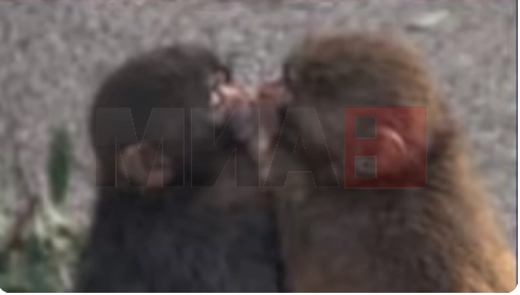 Отфрленото мајмунче од Зоолошката градина во Јапонија, во моментов ужива во животот