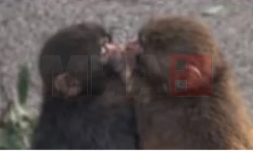 Отфрленото мајмунче од Зоолошката градина во Јапонија, во моментов ужива во животот