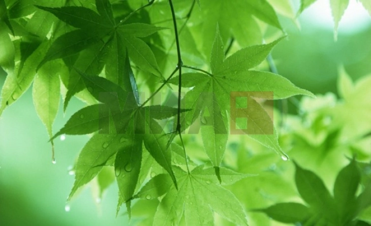 Mot i ndryshueshëm me periudha me diell, pasdite reshje lokale të dobëta të shiut