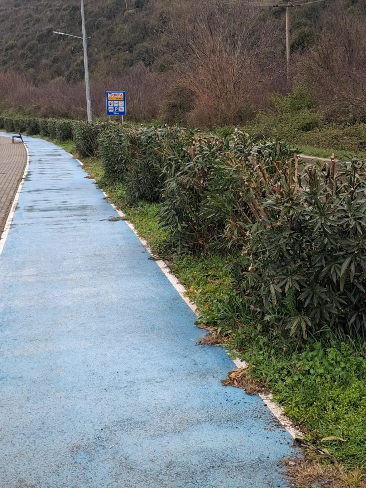 Десетгодишните леандри искастрени долж патеката од Нов до Стар Дојран