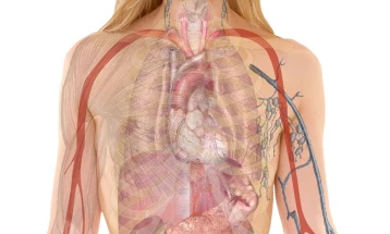 Научници дојдоа до неверојатни откритија: Човечкото тело како биолошки извор на светлина