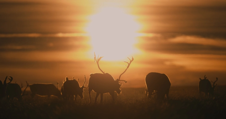 „Мамутите“, новиот документарец на Котевска, меѓу добитниците на Sandbox Fund на Sundance Institute за 2026