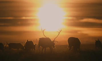 „Мамутите“, новиот документарец на Котевска, меѓу добитниците на Sandbox Fund на Sundance Institute за 2026