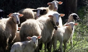 На грчкиот остров Лезбос потврдени 17 случаи на шап и лигавка