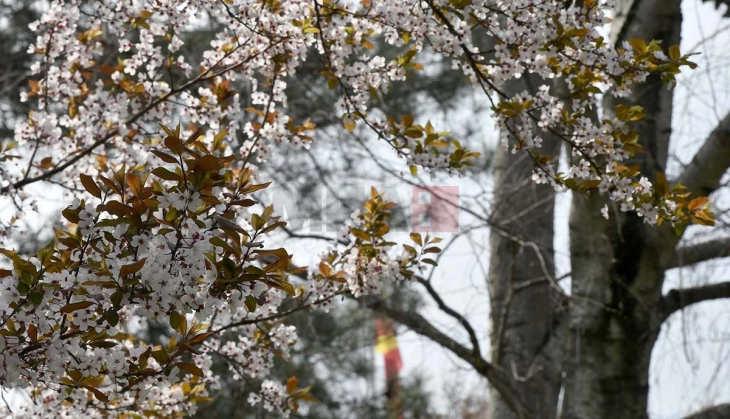 (Фото галерија) „Некако со пролетта“ - расцветано Скопје
