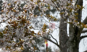 (Фото галерија) Некако со пролетта - расцветано Скопје