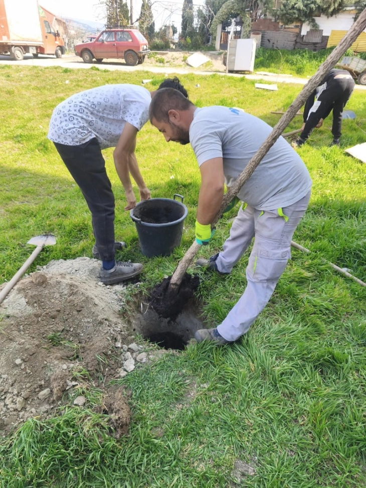 Нови садници на повеќе локации во Кочани