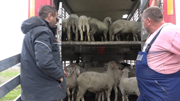 Македонското јагне се бара на европскиот пазар за Велигден, по подолго време се купуваат и поголемите јагниња