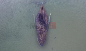 Китот кој беше насукан кај Германија со денови, повторно е слободен