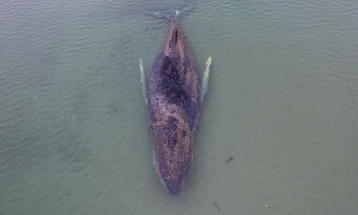 Whale stranded off Germany for days free again