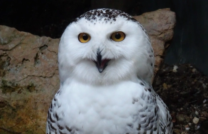 КОП 15 во Бразил: Земјите со законска обврска за обновување на хабитатите на загрозените видови