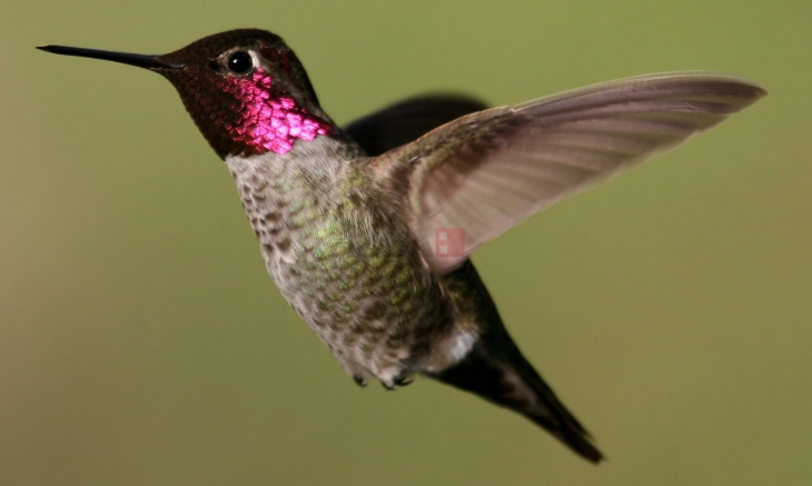 Колибрите пијат голема количина алкохолен нектар, но се чини, не се опиваат