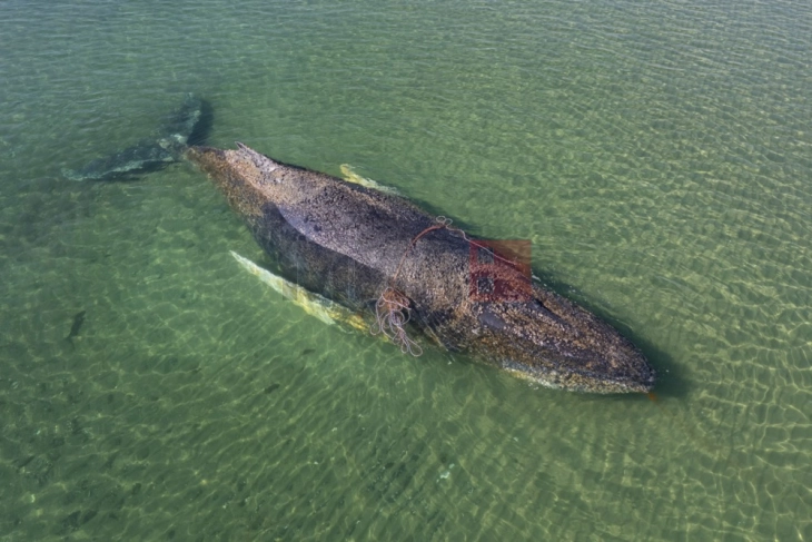 Грбавиот кит сè уште е во водите во близина на германскиот брег