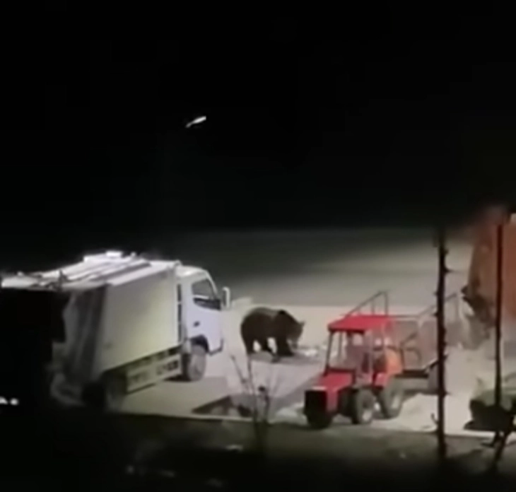 Мечка видена на паркинг во Ростуше, на територијата на НП „Маврово“ има над 180 единки