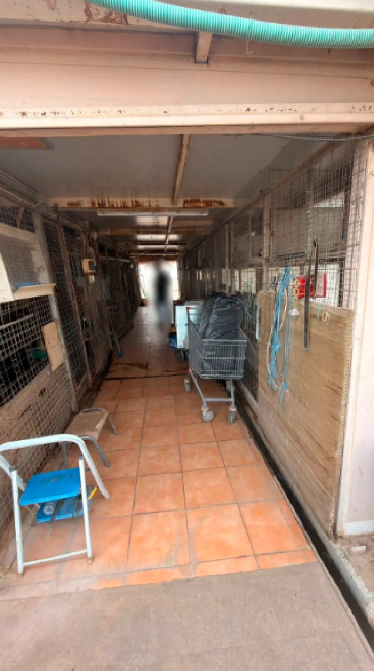 Кокошки, птици, кози и јариња откриени во нелегална фарма на тераса на зграда во центарот на Атина