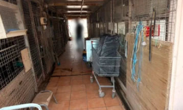 Кокошки, птици, кози и јариња откриени во нелегална фарма на тераса на зграда во центарот на Атина