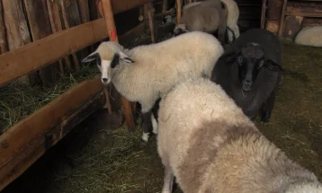 МЗШВ: Исплатени над 1 милијарда денари поддршка за овчарството