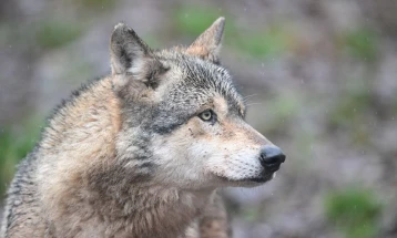 Германските власти го ослободија волкот што неодамна касна жена во трговскиот округ во Хамбург