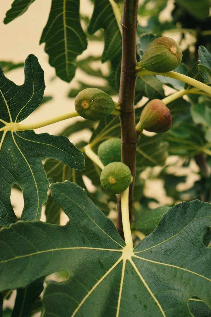 Експертите предупредуваат: Смоквата не е безбедна за садење близу домот