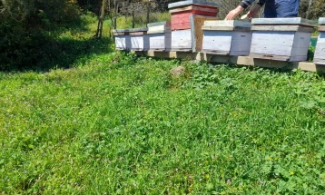 Дојранските пчелари се жалат за номадско пчеларење во нивниот регион