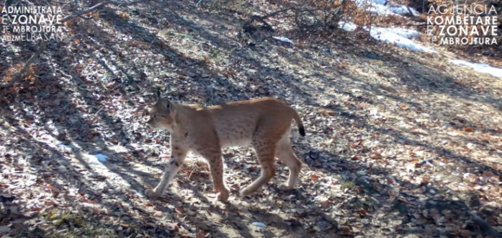 Балканскиот рис повторно фотографиран во Националниот парк 