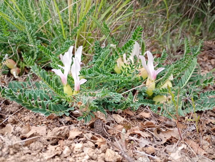 Балканскиот ендемит Астрагалус во фокусот на одбележување на Меѓународниот ден на растенијата