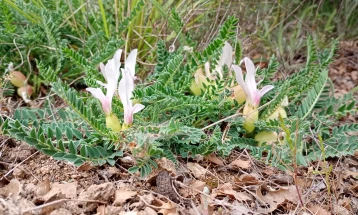 Балканскиот ендемит Астрагалус во фокусот на одбележување на Меѓународниот ден на растенијата