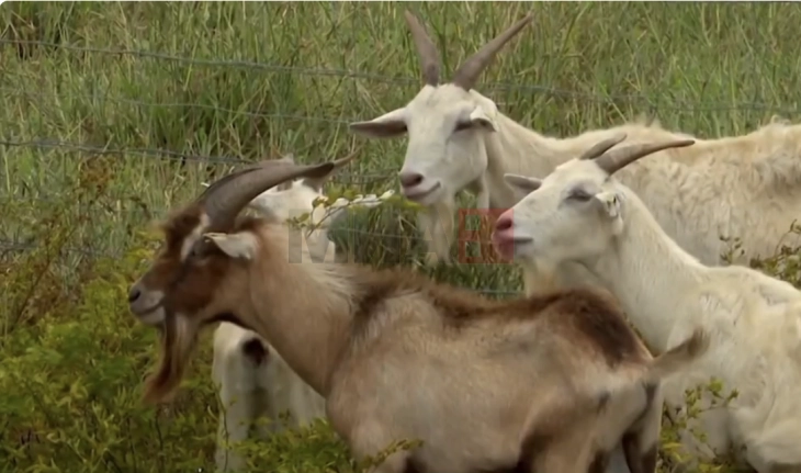 Кози кои го шокираа светот - научниците не знаат како преживеале