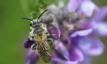 Под гробишта во Итака живеат 5,5 милиони пчели кои формирале огромен „подземен град“