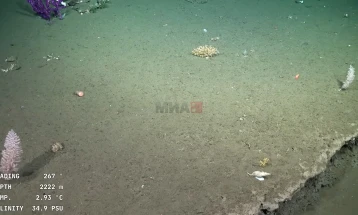 Експедиција откри повеќе од 100 потенцијално нови видови на подводните планини кај Чиле