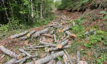 Кривични пријави против вработени во МВР и Шумска полиција за злоупотреба на службена положба и пустошење на шуми
