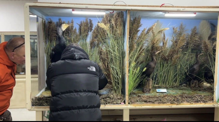 Превентивна заштита на музејските експонати и материјал од штетници и обнова на диорами во струшкиот музеј 