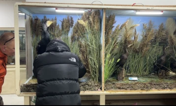 Превентивна заштита на музејските експонати и материјал од штетници и обнова на диорами во струшкиот музеј 