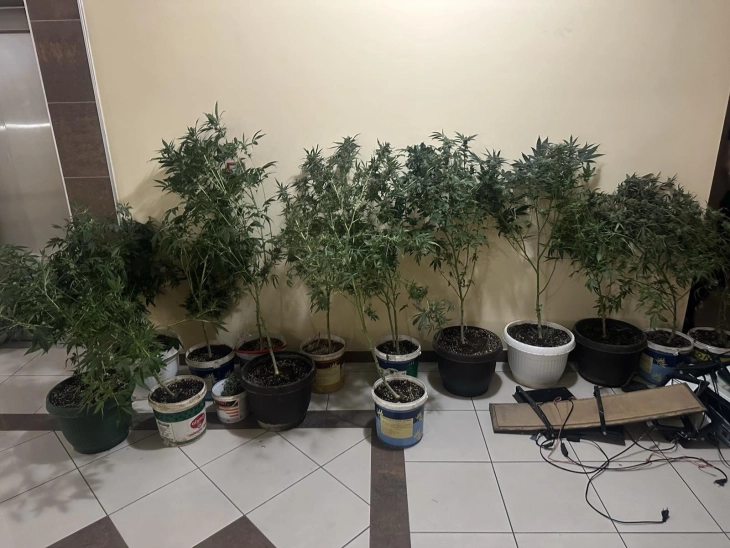 Претрес во Скопје, пронајдена дрога и насади со канабис, лишено од слобода едно лице